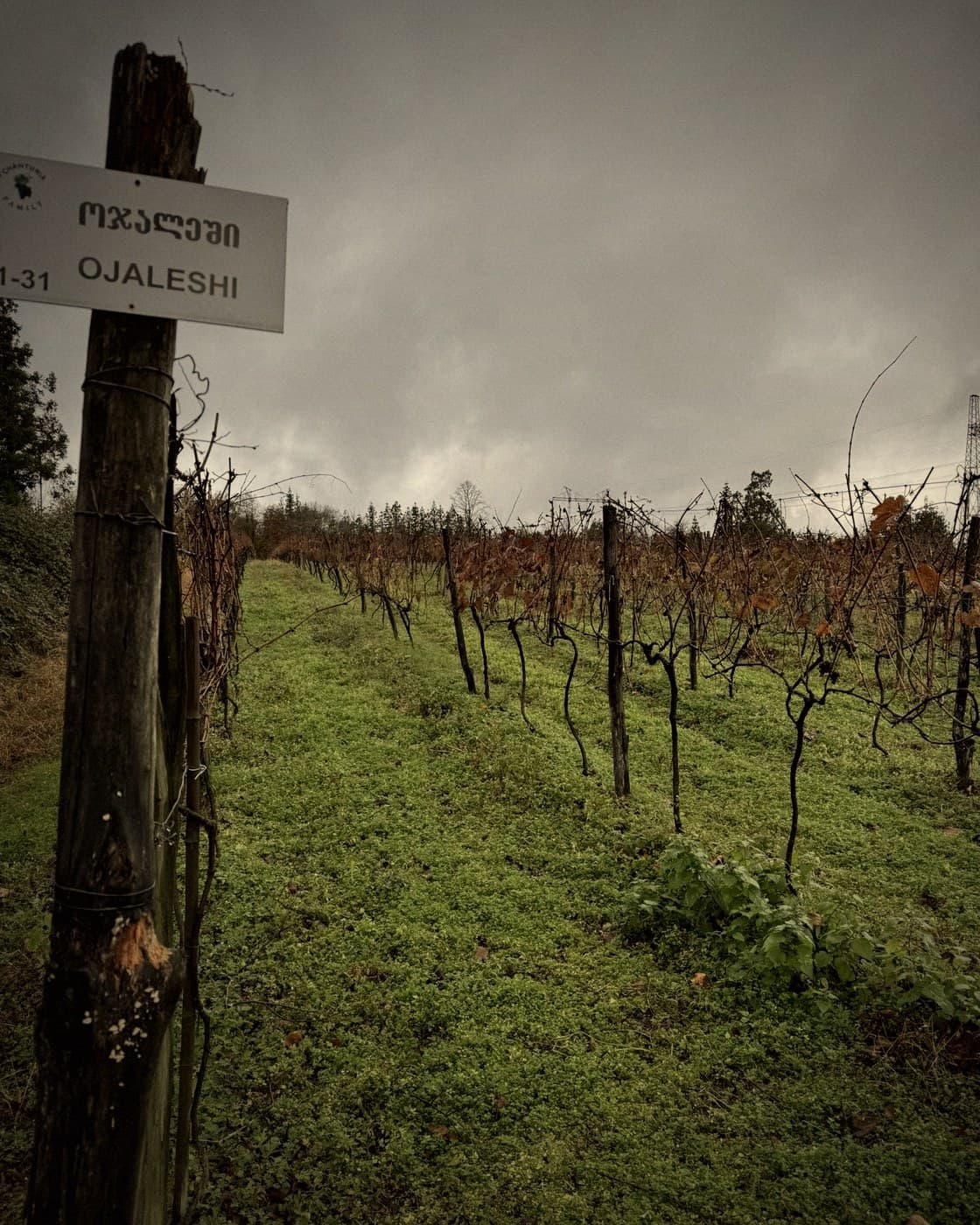 Ojaleshi vineyard rows in Samegrelo